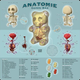 Image for article titled The Anatomy Of A Gummi Bear